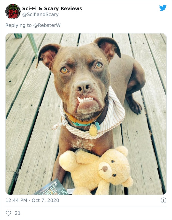 Dog-Profile-Pic-Photo-Dating-Website-Twitter