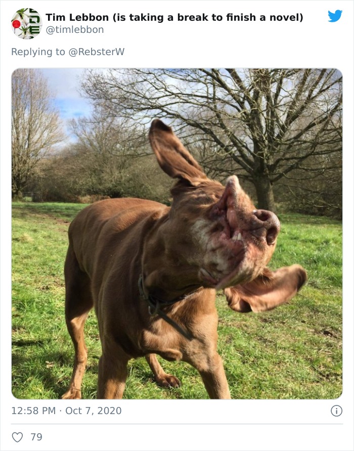 Dog-Profile-Pic-Photo-Dating-Website-Twitter