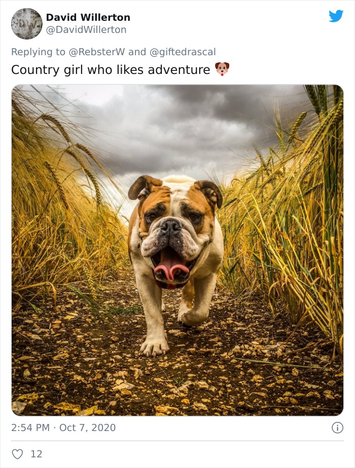 Dog-Profile-Pic-Photo-Dating-Website-Twitter