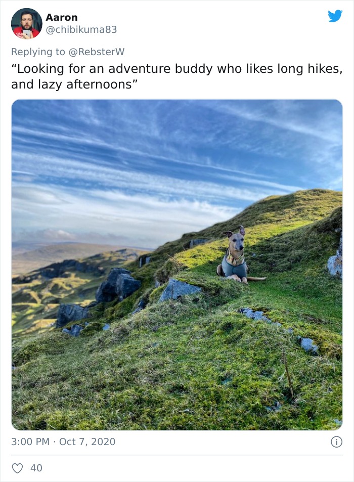 Dog-Profile-Pic-Photo-Dating-Website-Twitter