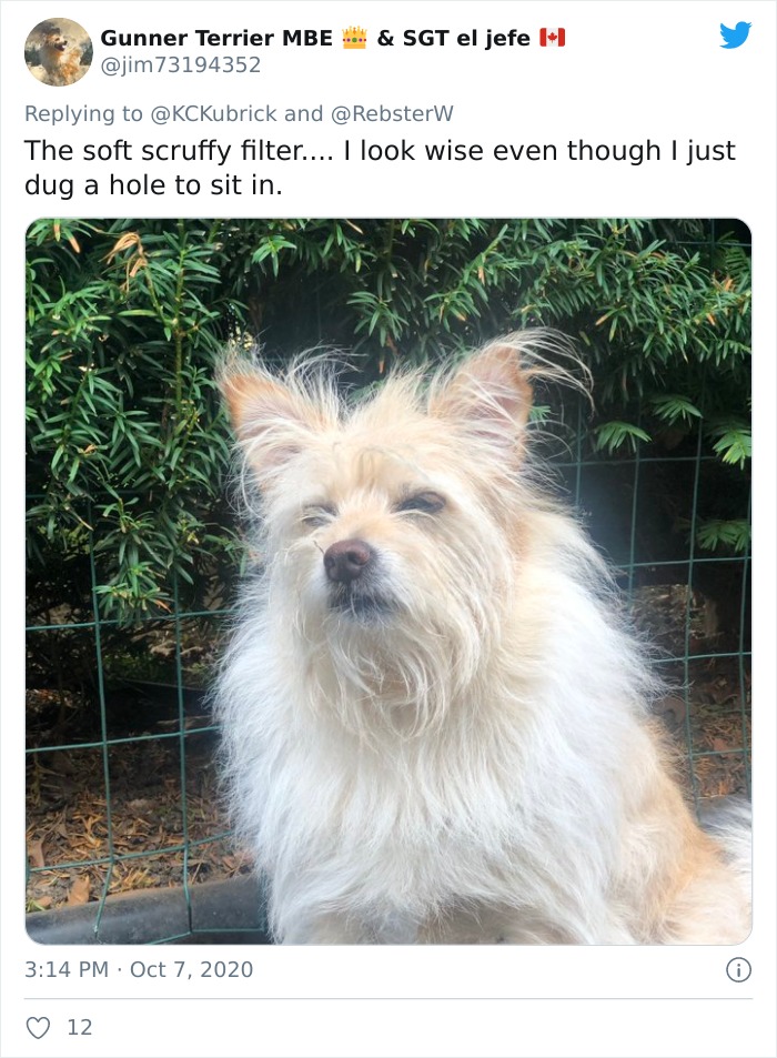 Dog-Profile-Pic-Photo-Dating-Website-Twitter