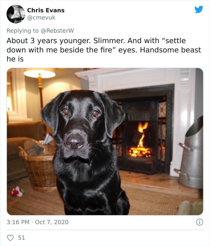 Dog-Profile-Pic-Photo-Dating-Website-Twitter