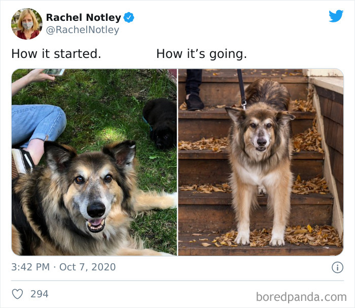 How-It-Started-Ended-Pets