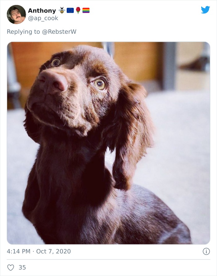 Dog-Profile-Pic-Photo-Dating-Website-Twitter