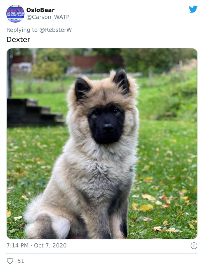 Dog-Profile-Pic-Photo-Dating-Website-Twitter