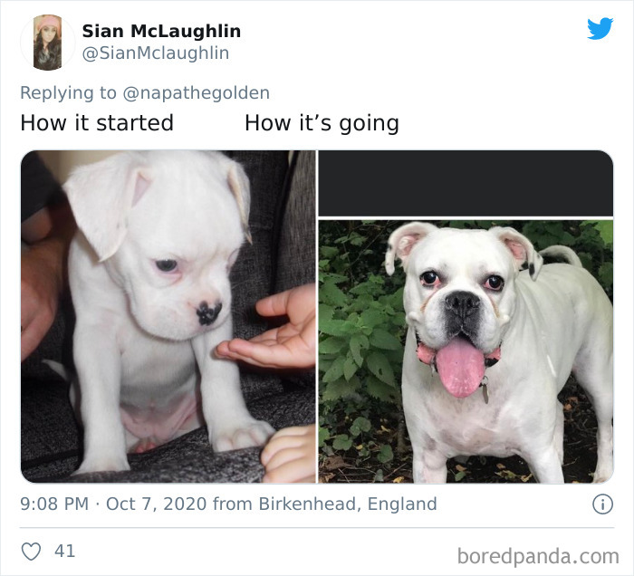 How-It-Started-Ended-Pets