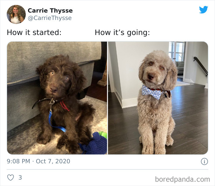 How-It-Started-Ended-Pets
