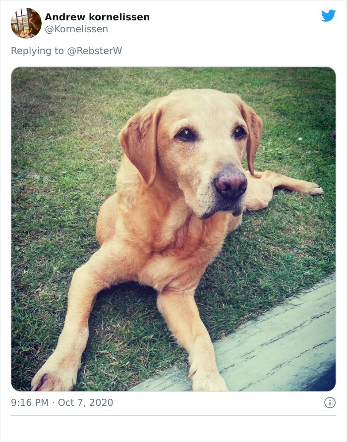Dog-Profile-Pic-Photo-Dating-Website-Twitter