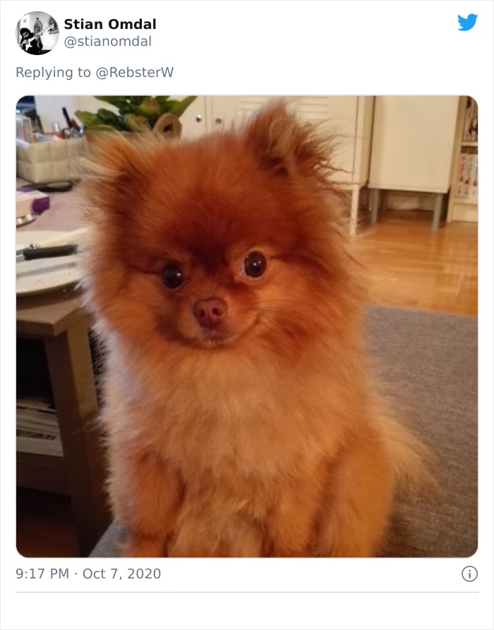 Dog-Profile-Pic-Photo-Dating-Website-Twitter