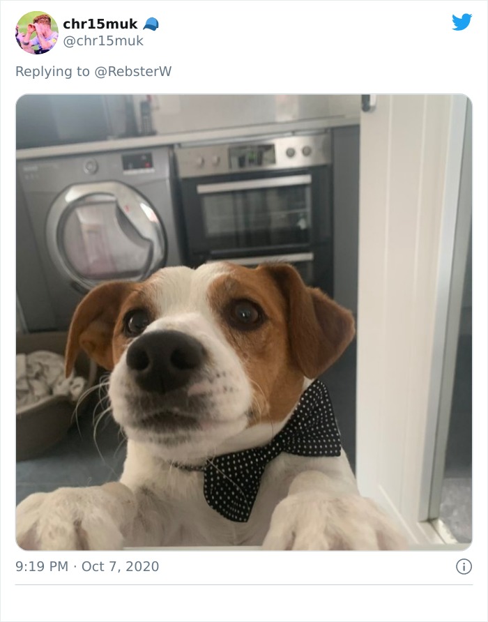 Dog-Profile-Pic-Photo-Dating-Website-Twitter