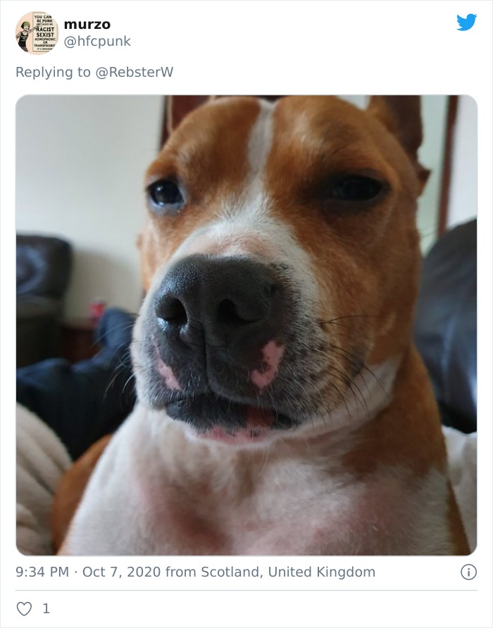 Dog-Profile-Pic-Photo-Dating-Website-Twitter