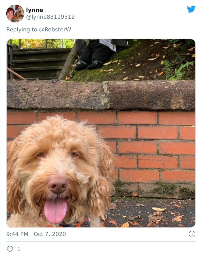 Dog-Profile-Pic-Photo-Dating-Website-Twitter
