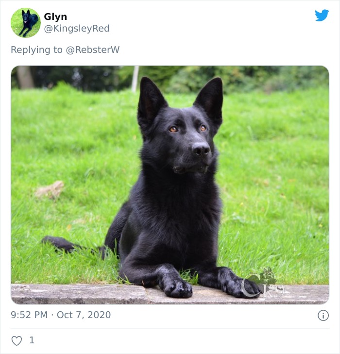 Dog-Profile-Pic-Photo-Dating-Website-Twitter