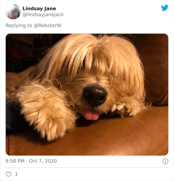 Dog-Profile-Pic-Photo-Dating-Website-Twitter