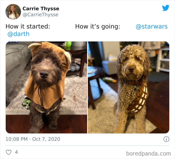 How-It-Started-Ended-Pets