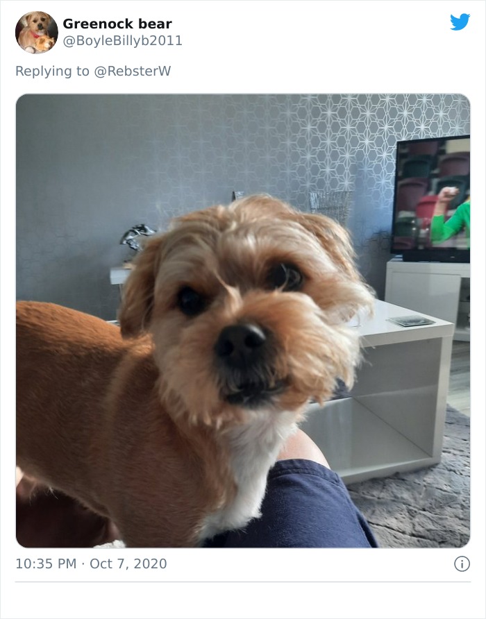 Dog-Profile-Pic-Photo-Dating-Website-Twitter
