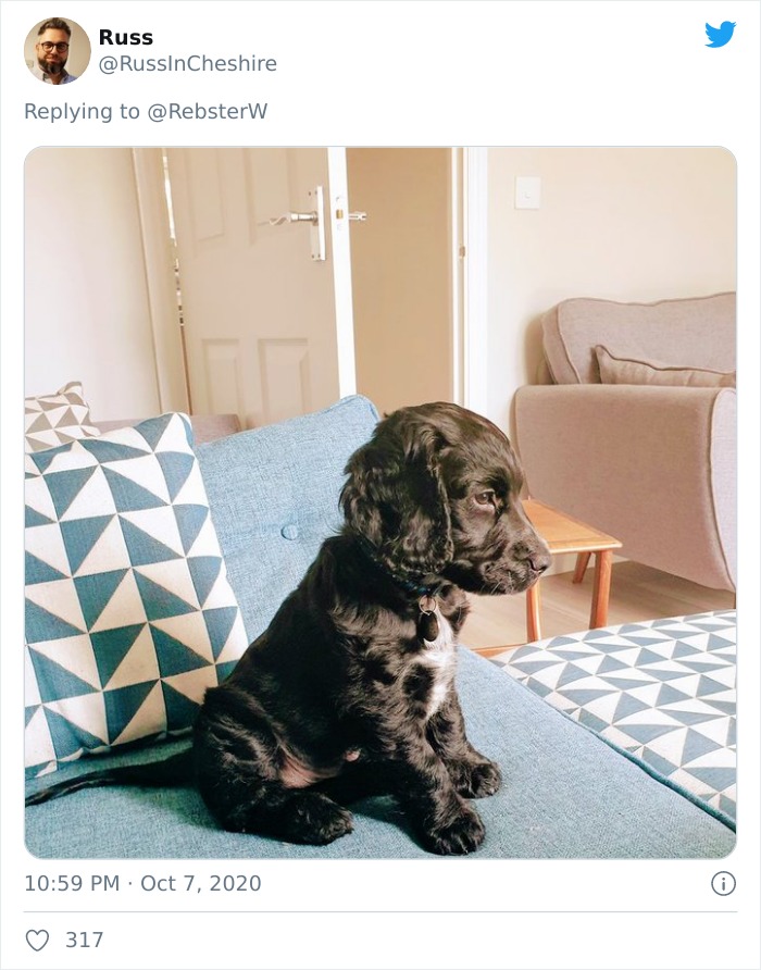 Dog-Profile-Pic-Photo-Dating-Website-Twitter