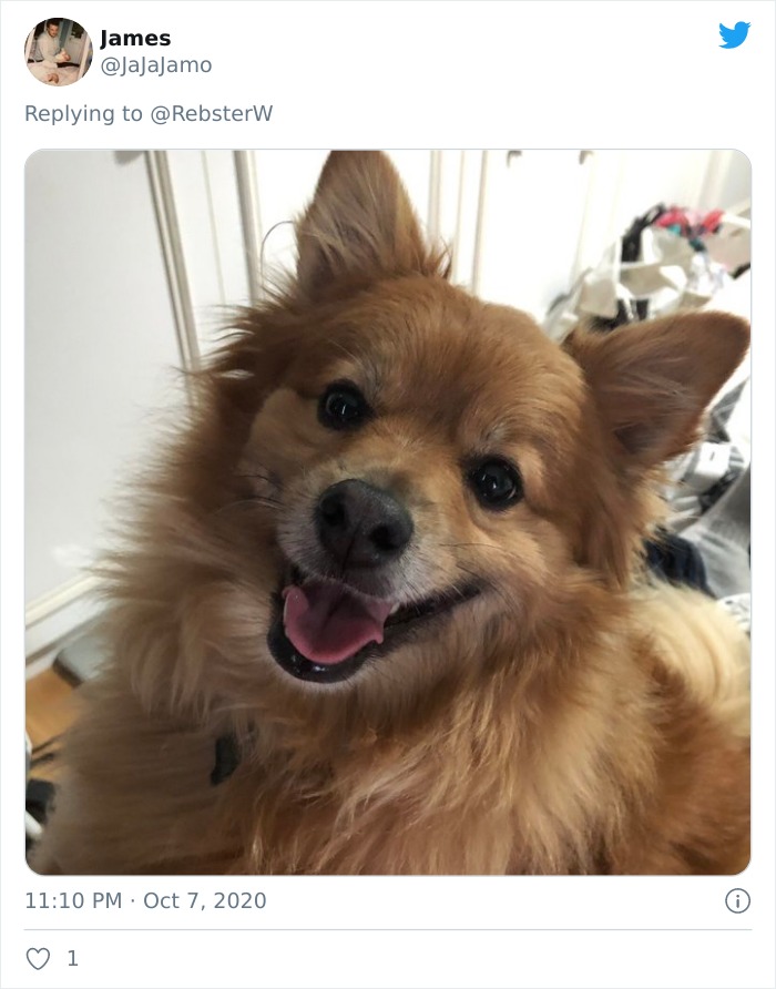 Dog-Profile-Pic-Photo-Dating-Website-Twitter