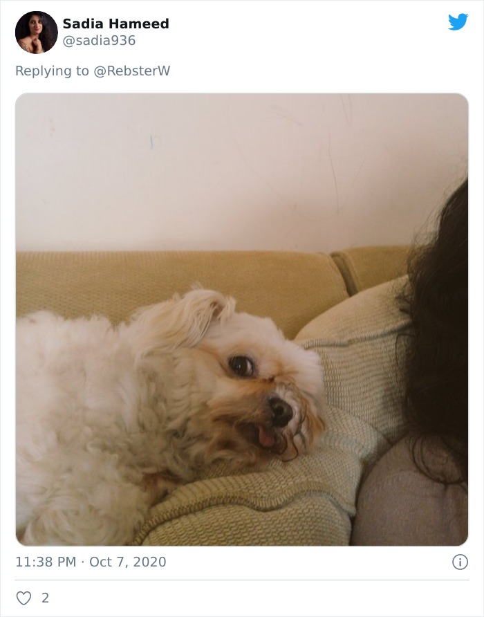 Dog-Profile-Pic-Photo-Dating-Website-Twitter