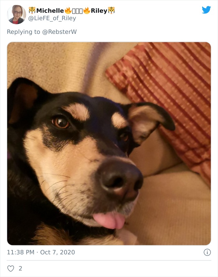 Dog-Profile-Pic-Photo-Dating-Website-Twitter