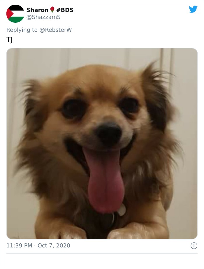 Dog-Profile-Pic-Photo-Dating-Website-Twitter