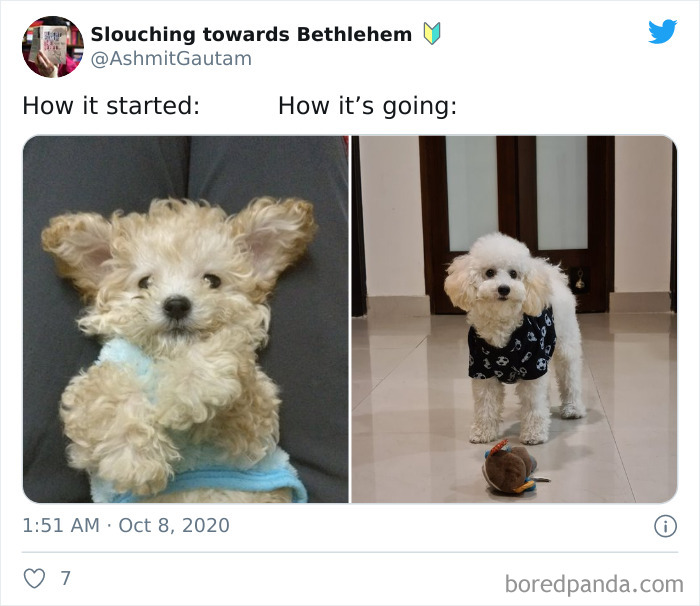 How-It-Started-Ended-Pets