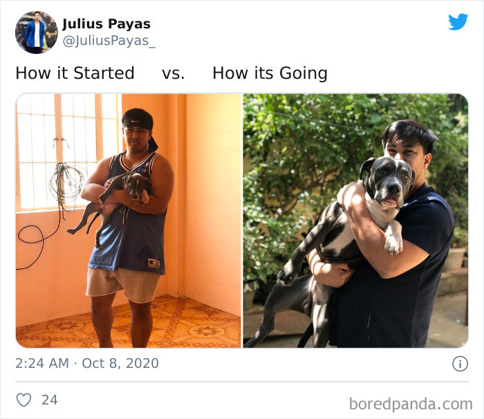 How-It-Started-Ended-Pets