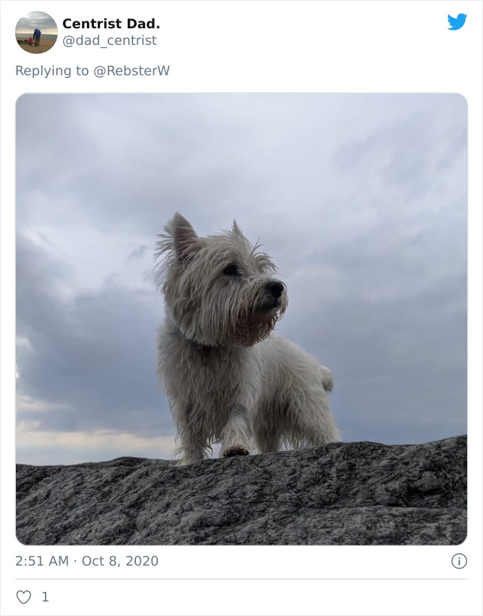 Dog-Profile-Pic-Photo-Dating-Website-Twitter