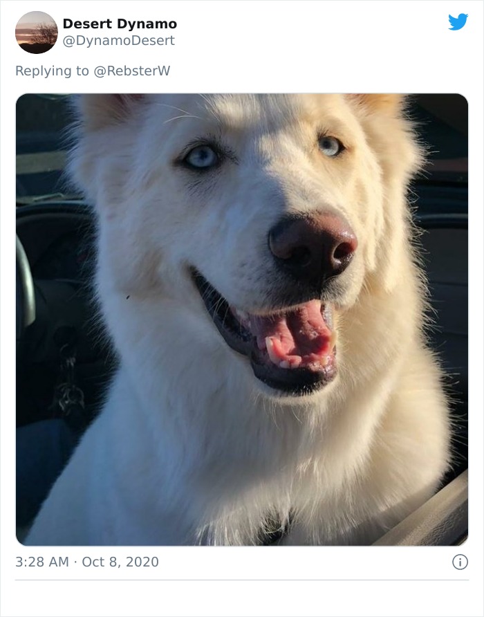 Dog-Profile-Pic-Photo-Dating-Website-Twitter
