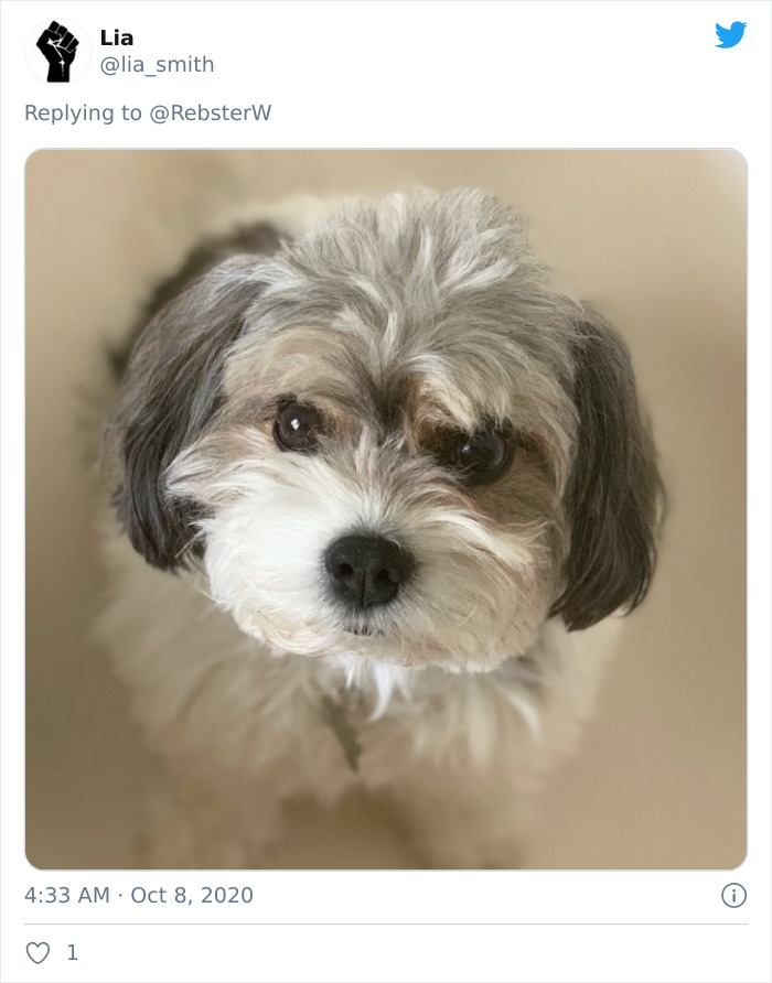 Dog-Profile-Pic-Photo-Dating-Website-Twitter
