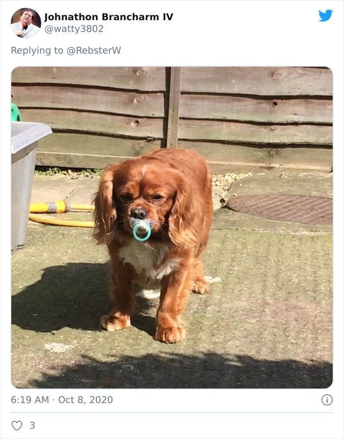 Dog-Profile-Pic-Photo-Dating-Website-Twitter