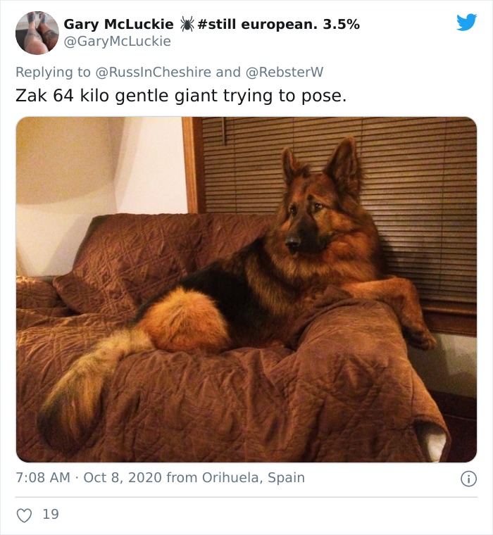 Dog-Profile-Pic-Photo-Dating-Website-Twitter