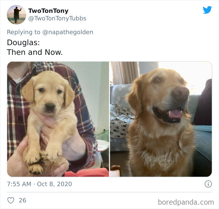 How-It-Started-Ended-Pets