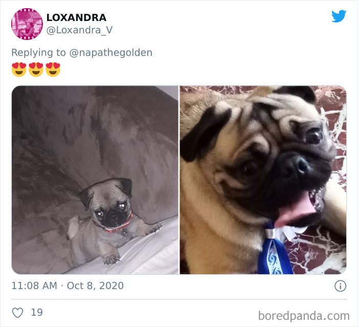 How-It-Started-Ended-Pets