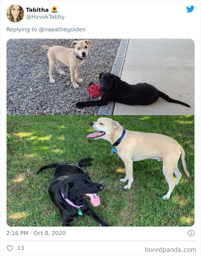 How-It-Started-Ended-Pets