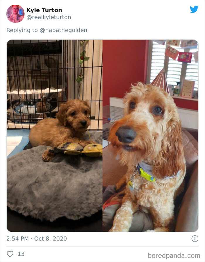 How-It-Started-Ended-Pets