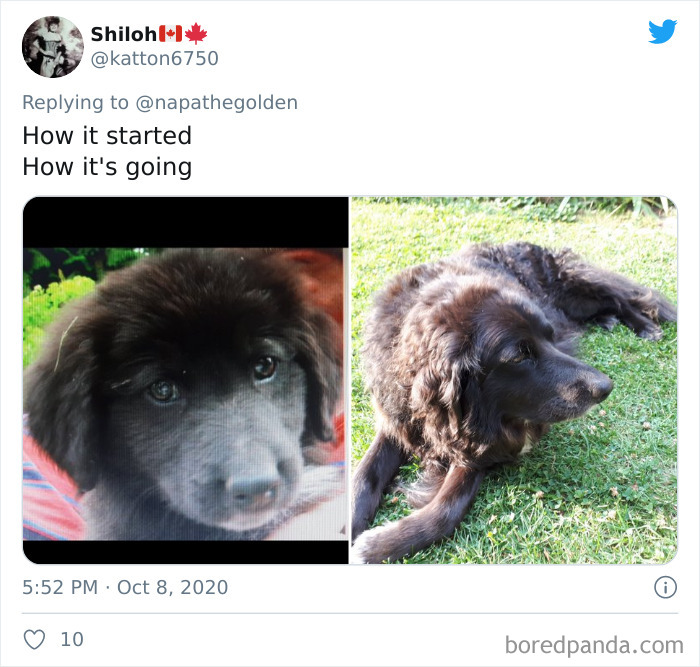 How-It-Started-Ended-Pets