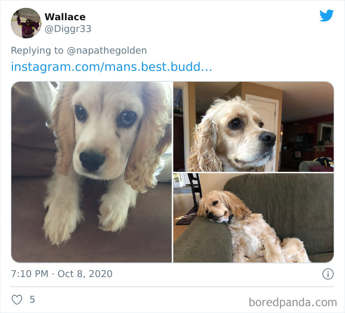 How-It-Started-Ended-Pets