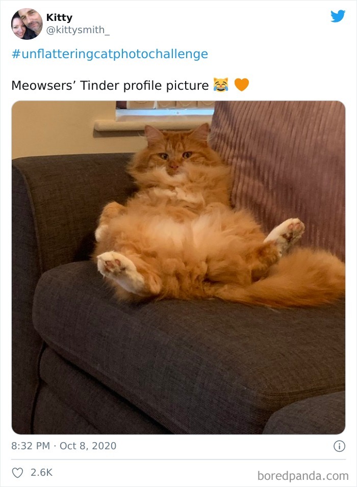 Unflattering-Cat-Photo-Challenge