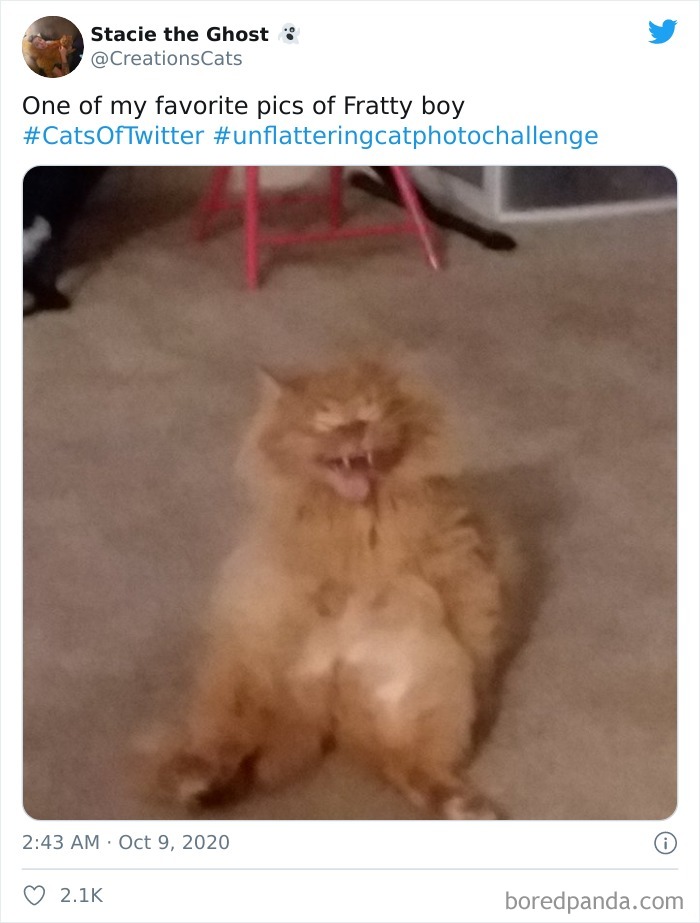 Unflattering-Cat-Photo-Challenge