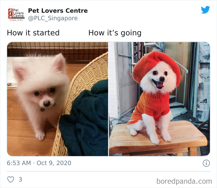 How-It-Started-Ended-Pets