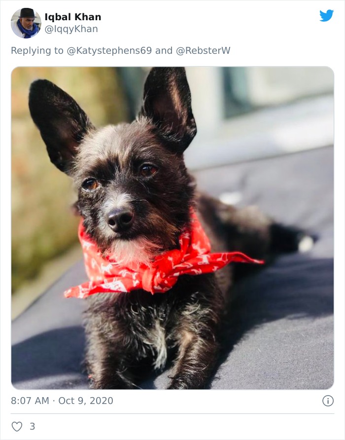 Dog-Profile-Pic-Photo-Dating-Website-Twitter