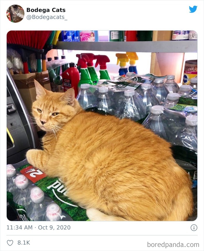 Bodega Cats