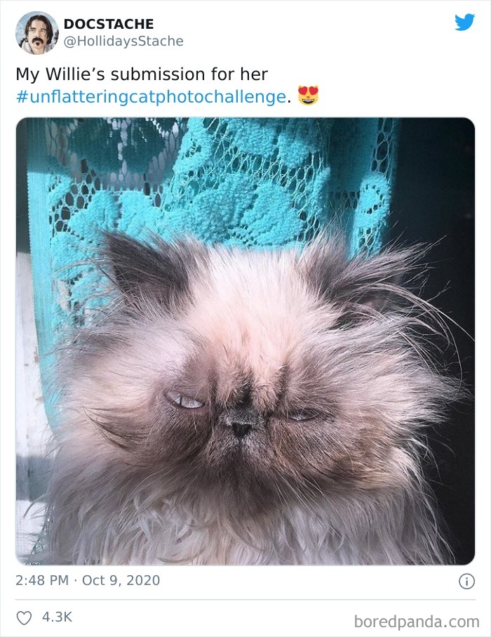 Unflattering-Cat-Photo-Challenge