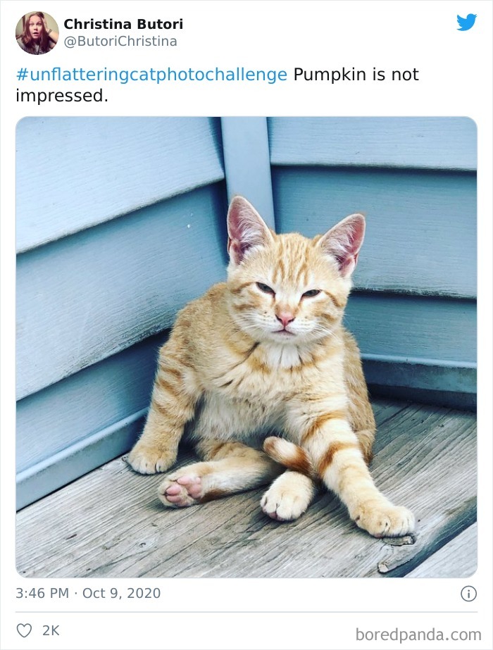 Unflattering-Cat-Photo-Challenge