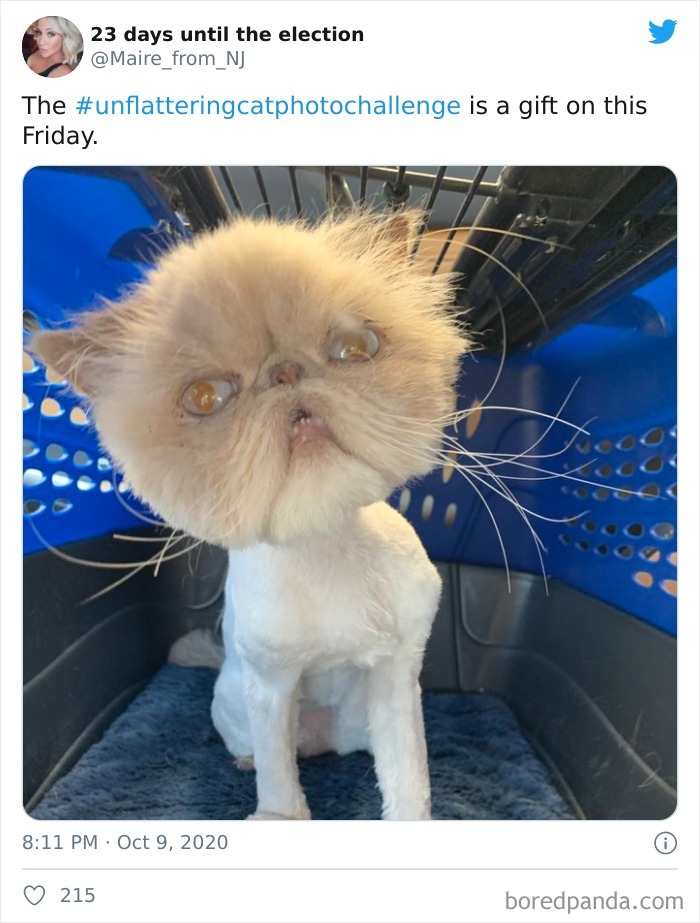 Unflattering-Cat-Photo-Challenge