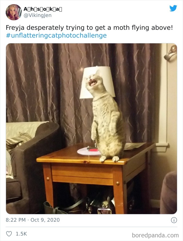 Unflattering-Cat-Photo-Challenge