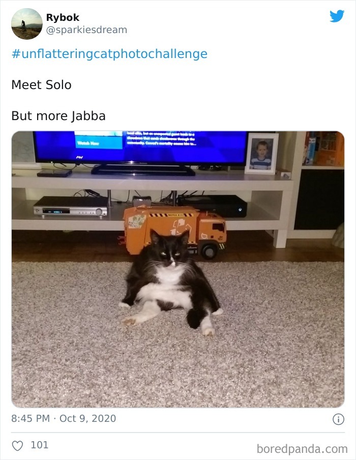 Unflattering-Cat-Photo-Challenge