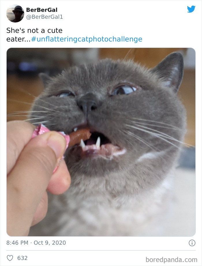 Unflattering-Cat-Photo-Challenge