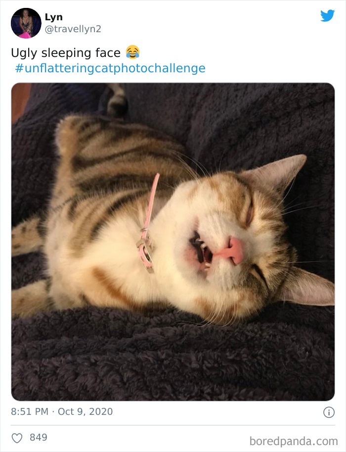Unflattering-Cat-Photo-Challenge